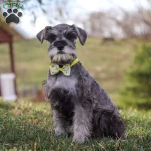 Anne, Miniature Schnauzer Puppy